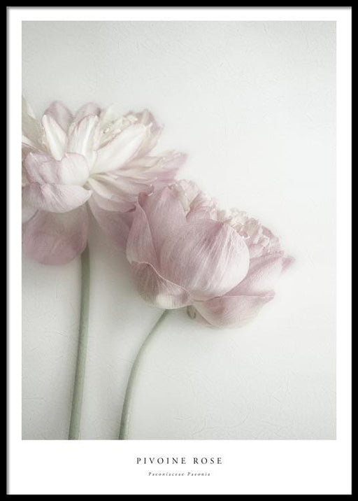 Pivoine rose Affiche