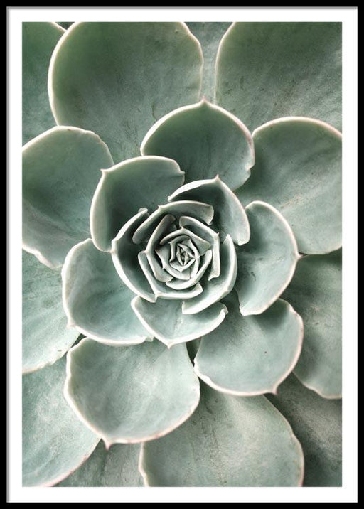 Fleur de cactus Affiche