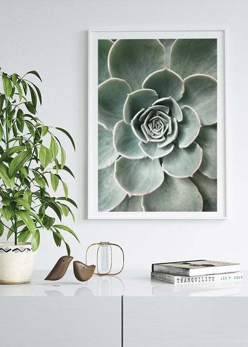 Fleur de cactus Affiche