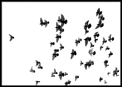 Flying Birds Poster