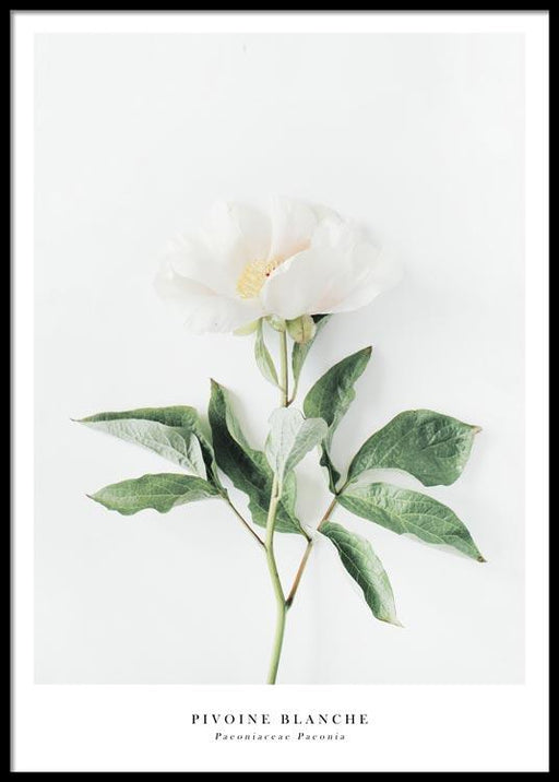 White Peony Poster