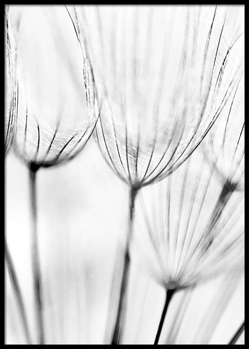 Dandelion Florets Poster