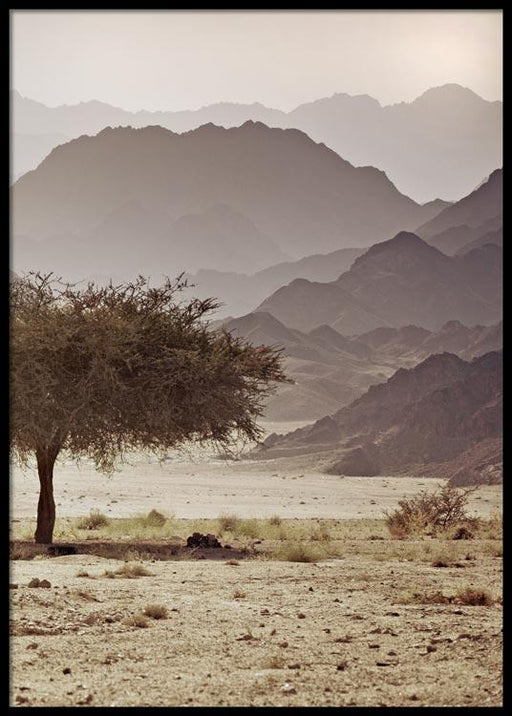 Acacia Tree Poster