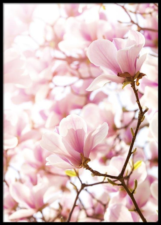 Fleur de magnolia Affiche