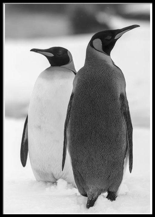 Penguins Poster