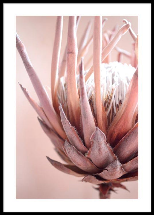 Protea Flower Poster