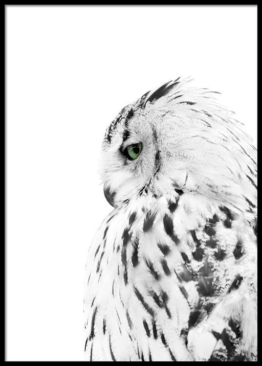 Owl Poster