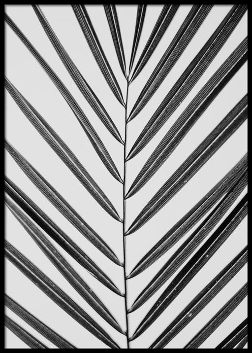 B&W Palm Leave Poster