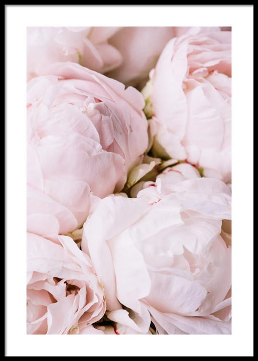 Fleur rose n°1 Affiche