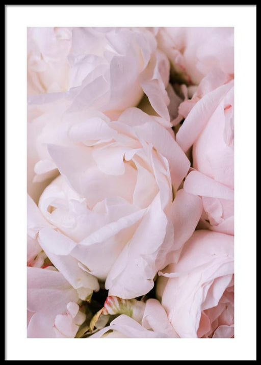 Fleur rose n°2 Affiche