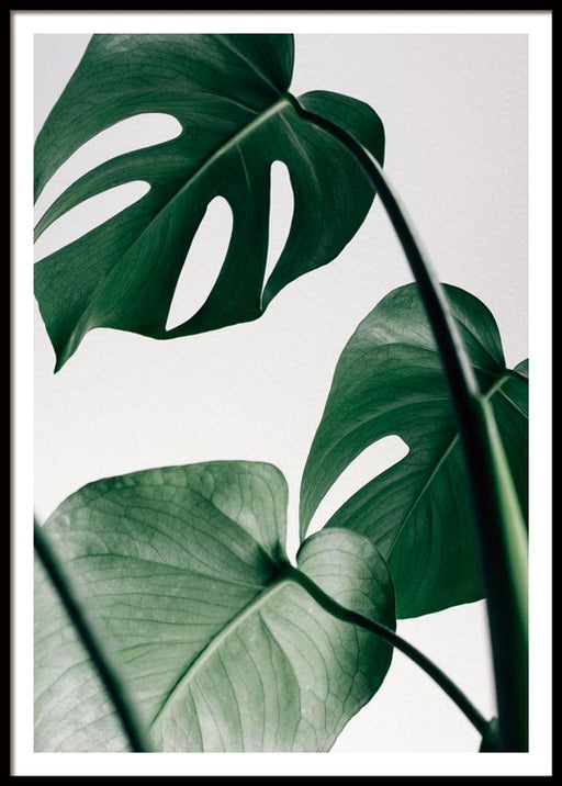 Feuilles de Monstera Affiche