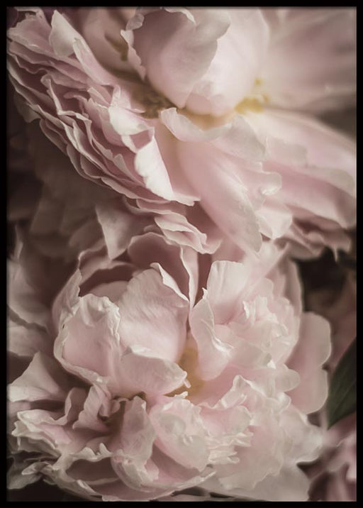 Deux Pivoines Affiche