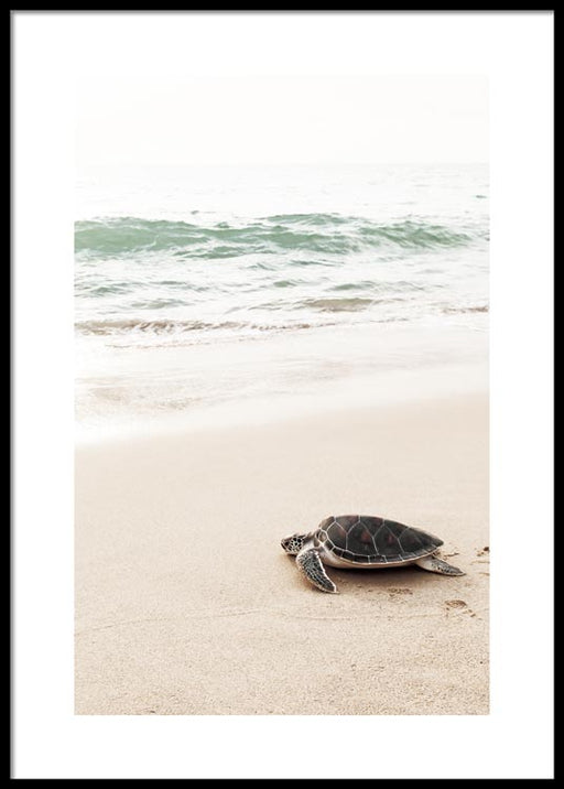 Tortue Affiche