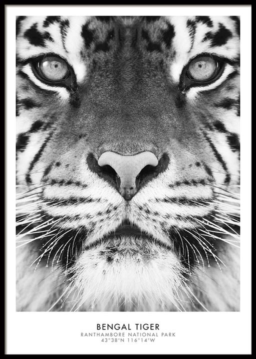 Tigre du Bengale Affiche