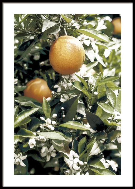 Oranger Affiche