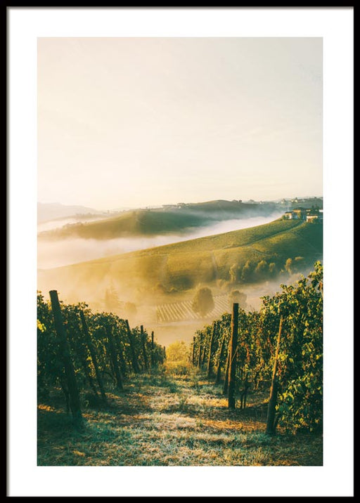 Vignoble Affiche