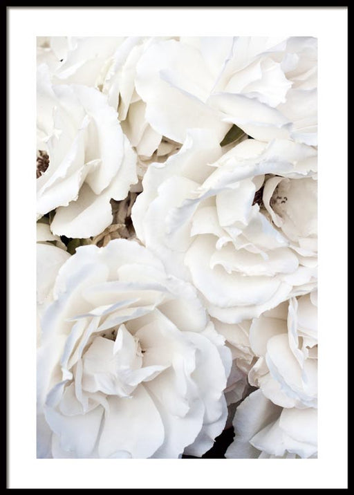 Weiße Rosen Poster