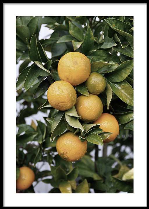 Orange Tree Poster