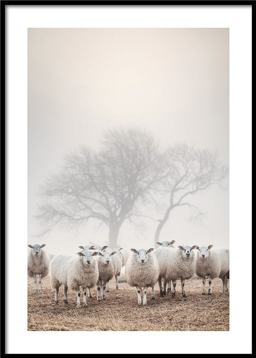 Flock of sheep Poster