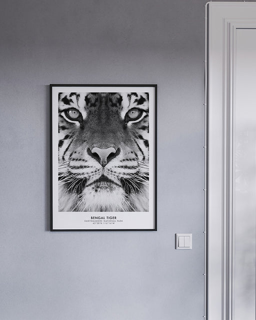 Tigre du Bengale Affiche