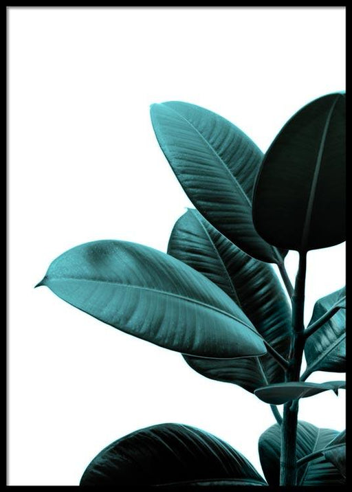 Green Ficus Plant Poster
