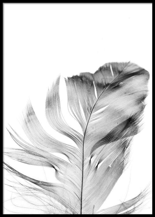 Feather Affiche