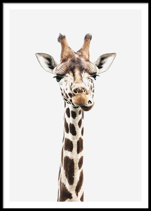Baby Giraffe Poster
