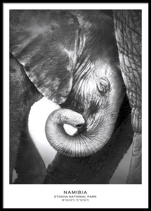 Baby Elephant Poster