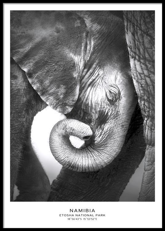 Baby Elephant Poster