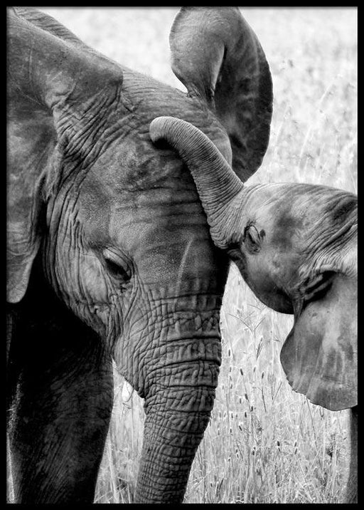 Elephant With Kid Poster