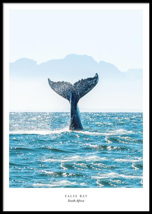 Humpback Whale – Poster