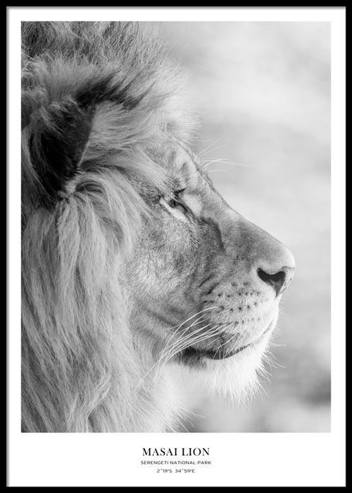Masai Lion Poster