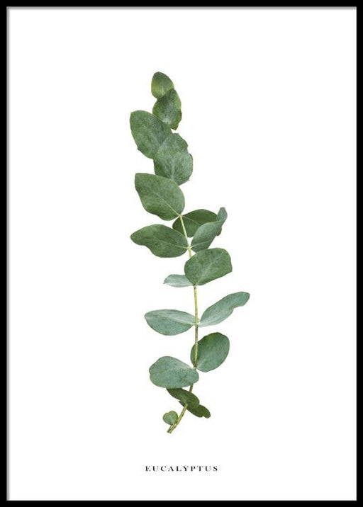 Eucalyptus Affiche