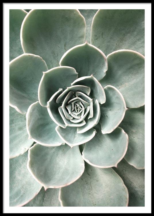 Cactus Flower Poster
