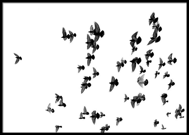 Flying Birds Poster