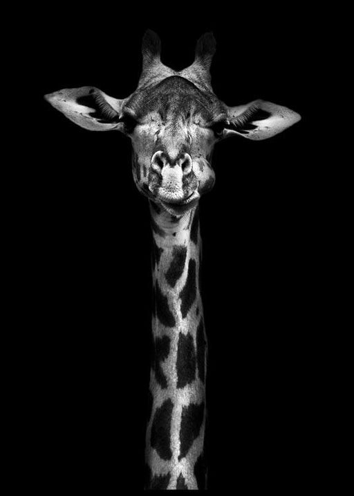 Giraffe Poster