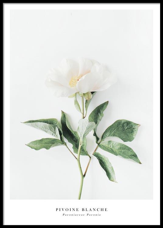 Pivoine blanche Affiche