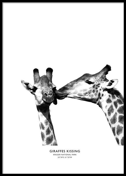 Giraffes Kissing Poster