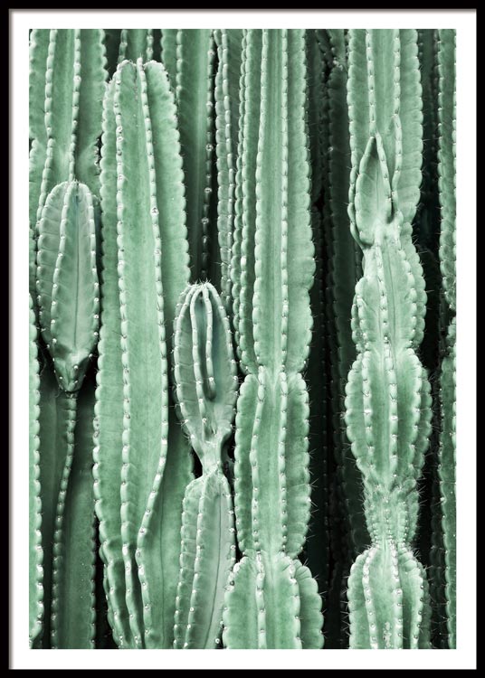 Cactus Affiche