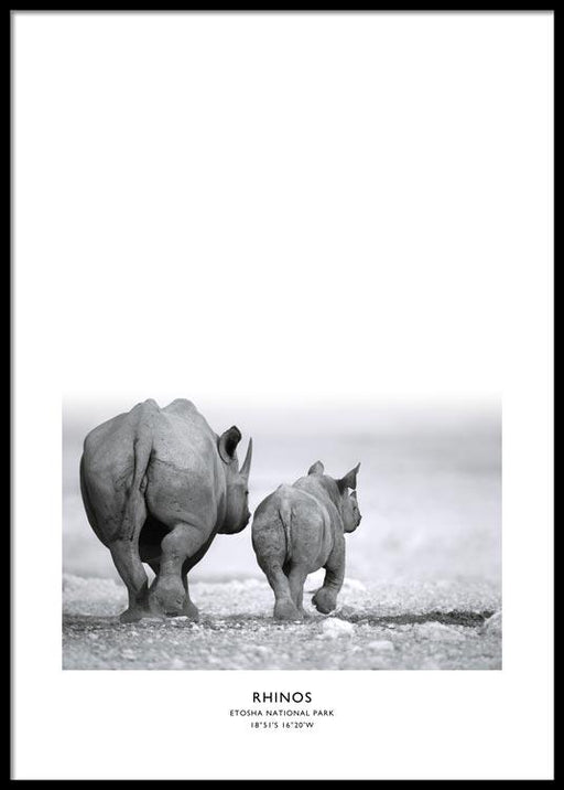 Rhinos Poster