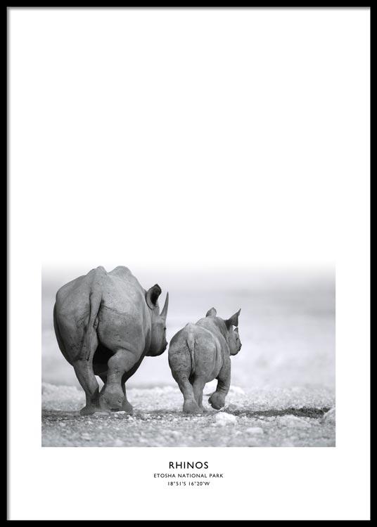 Rhinos Poster
