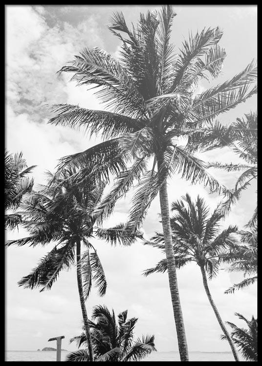 B&W Palm Trees Poster