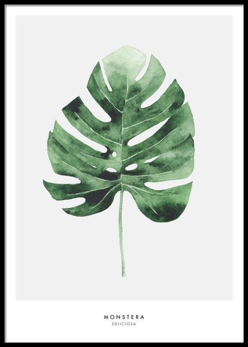 Monstera Affiche