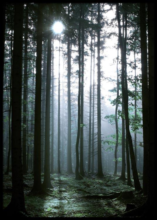 Sunbeam Forest Poster