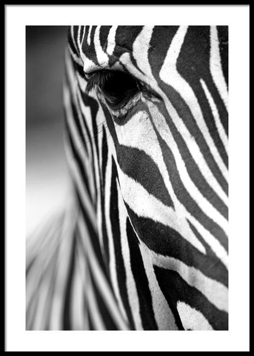 Zebra Poster
