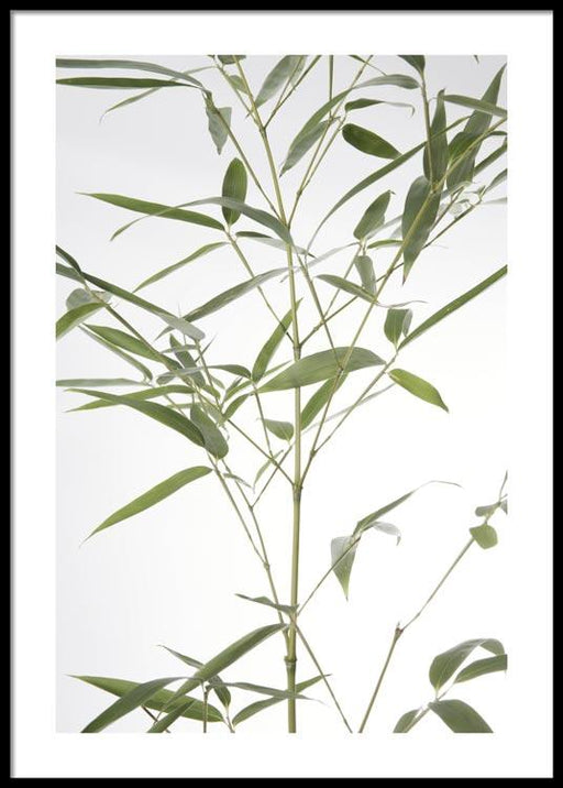 Bamboo Leaf Poster