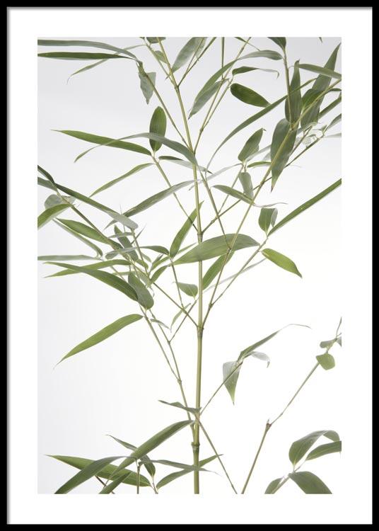 Bamboo Leaf Poster