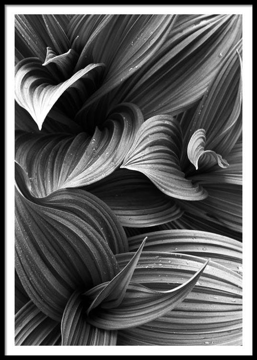 Hellebore Leaves Poster