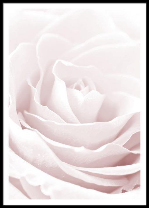 Rose n°1 Affiche