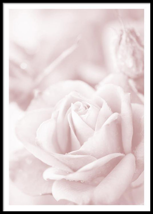 Rose n°2 Affiche